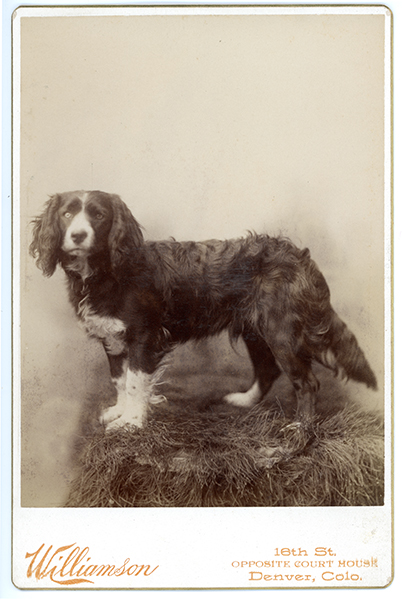 Cabinet Card Portrait of a Dog
