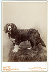 Cabinet Card Portrait of a Spaniel