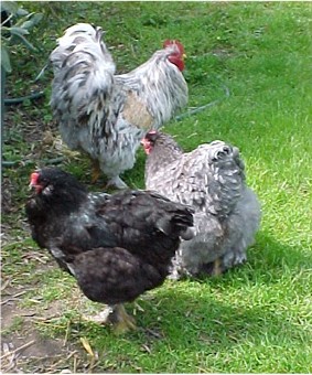 Fine Feathered Family
